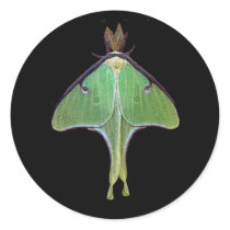 Luna Moth