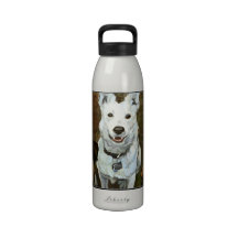 Lunacy of Cattle Dogs Scout Water Bottle