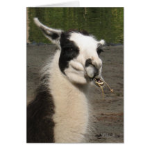 Lunching Llama Note Cards