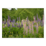 Lupine Card