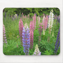 Lupins at Winkworth Arboretum, Surrey Mousemats