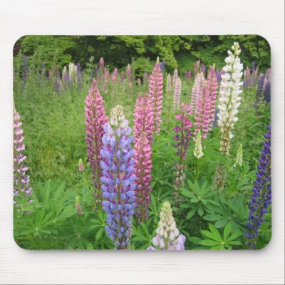 Lupins at Winkworth Arboretum, Surrey Mousemats by scarletfox