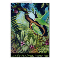 Luquillo Parrots Cards
