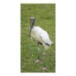 Lurch photo cards