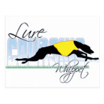 Lure Coursing Whippet Post Cards
