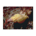 Lurid dwarf triton (Ocenebra lurida) Shell Postcard