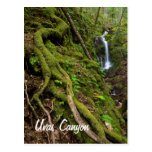 Lush Rain Forest and Waterfall Postcard
