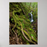 Lush Rain Forest and Waterfall Poster