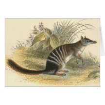 Lydekker - Banded Ant-Eater - Numbat Greeting Card