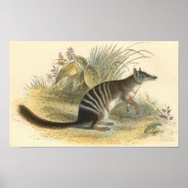 Lydekker - Banded Ant-Eater - Numbat Portfolio Poster