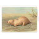 Lydekker - Marsupial Mole cards