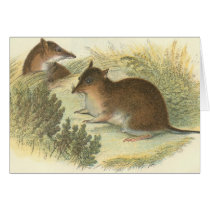 Lydekker - Short-Nosed Bandicoot Card