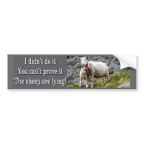 Lying Sheep