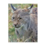 Lynx 22a post card