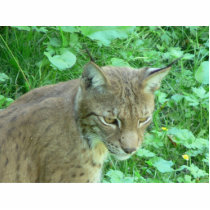 Lynx 3 cut out