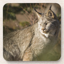 Lynx Beverage Coasters