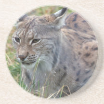 Lynx Coaster