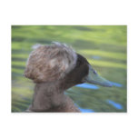Lynx Lake Waterfowl postcards