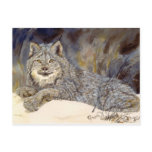 Lynx Postcard