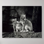 Lynx Poster