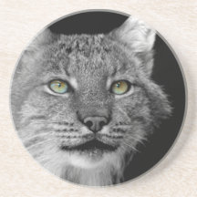 Lynx Sandstone Coasters