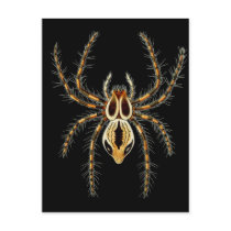 Lynx Spider Postcard