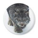 Lynx Winter magnets