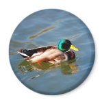M is for Mallard - magnet