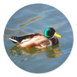 M is for Mallard - stickers