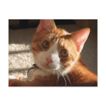 Mac Cat Photo Postcard