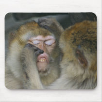 Macaca sylvanus