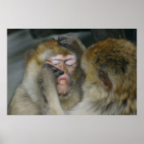 Macaca sylvanus