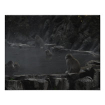 Macacos en Fuentes Termales Photo Art