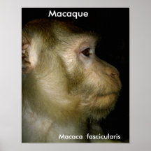 Macaque- Macaca fascicularis Poster