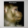 Macaque- Macaca fascicularis Poster