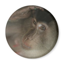 Macaque Monkey Borneo Refrigerator Magnet