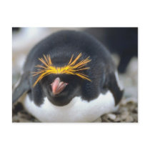 Macaroni Penguin Flop Post Cards