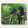 Macaw Birds Mousepad