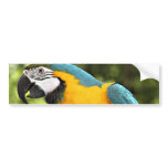 Macaw bumper stickers