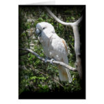 Macaw cards
