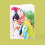 Macaw cards