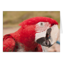 Macaw Greeting Card