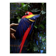 Macaw Card