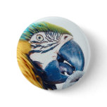Macaw Close-up