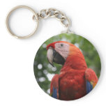 macaw face keychains