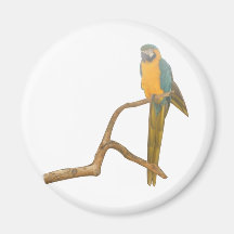 Macaw Fridge Magnet