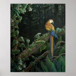 Macaw in the Rainforest posters