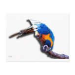 Macaw On A Stick