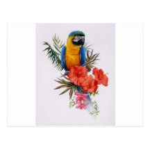 Macaw Paradise Postcard