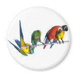 Macaw Parrot magnets